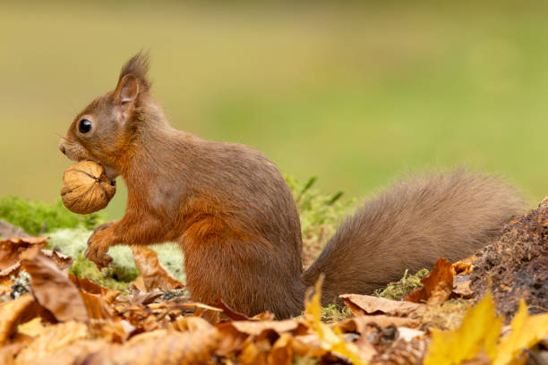 istock Red Squirrel, Scientific name, Sciurus vulgaris, Cute red squirrel with tufty ears, eating a walnut in Autumn, alert and facing left.  Kinloch Rannoch. Scottish Highlands, UK 1748045378