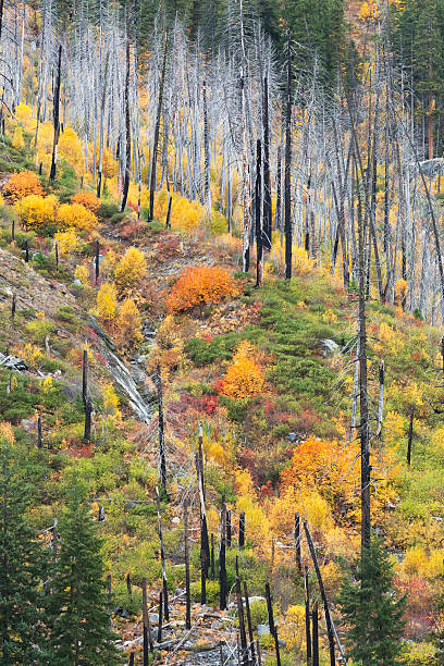 jesień kolor tumwater canyon - vertical photography color image tumwater canyon zdjęcia i obrazy z banku zdjęć