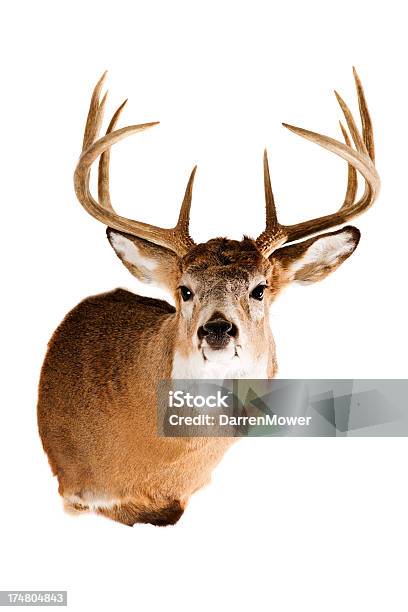 鹿の頭部 - オジロジカのストックフォトや画像を多数ご用意 - オジロジカ, カットアウト, シカ