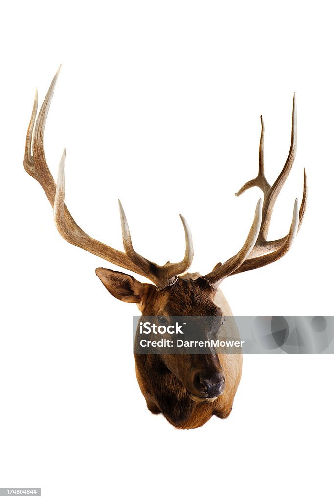 Elk - Foto stock royalty-free di Wapiti