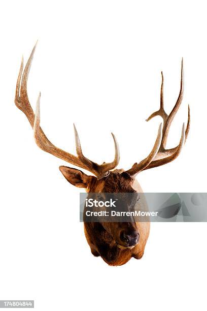 Elk - Fotografie stock e altre immagini di Wapiti - Wapiti, Ambientazione interna, Animale