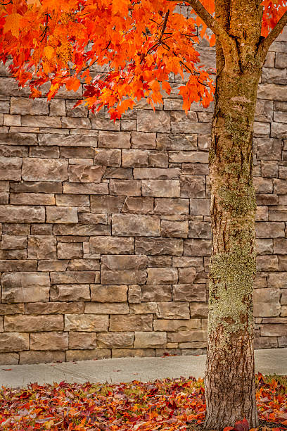 árvore de outono com oof fundo com copyspace pedra - oof imagens e fotografias de stock