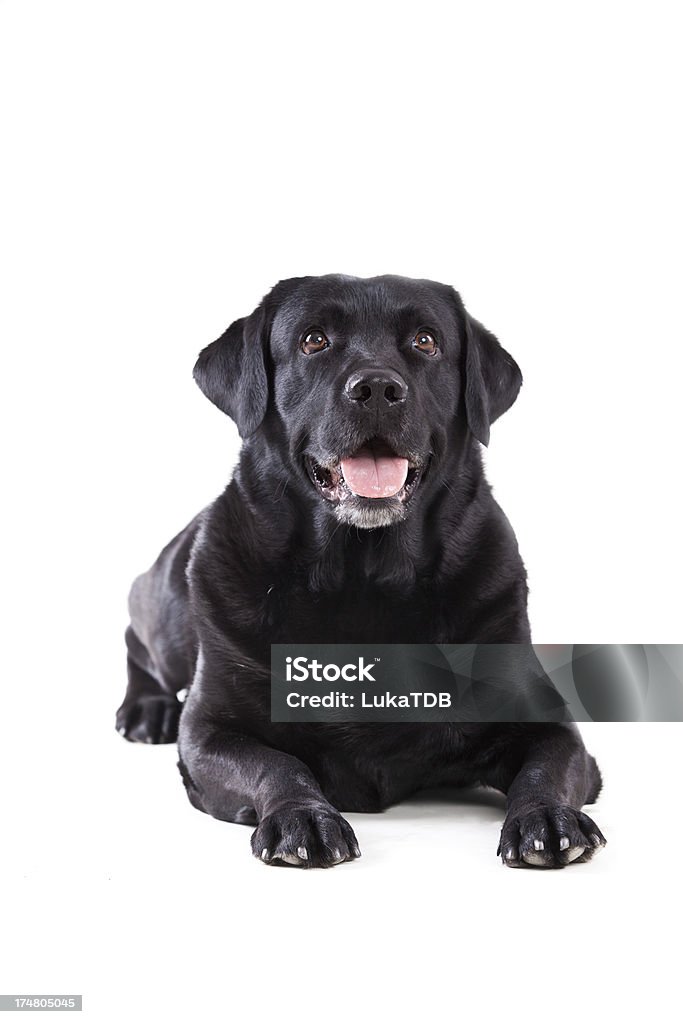 Labrador Retriever - Lizenzfrei Farbbild Stock-Foto