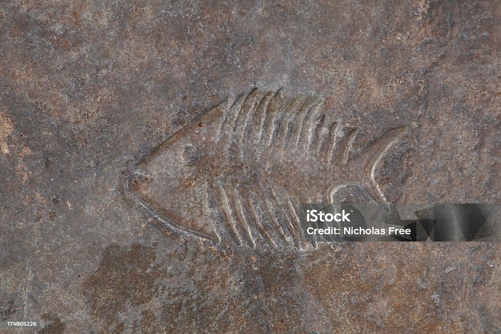 Fish Fossilizing Fossilized Fish Stock Photo - Download Image Now - Ancient, Archaeology ...