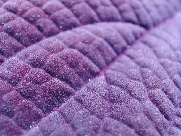 Full Frame Of Texture Of Purple Leaves