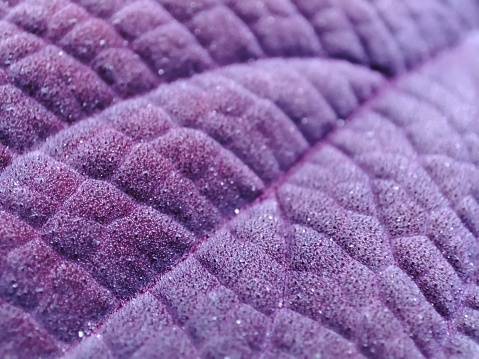 Texture purple leaf