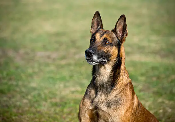 Photo of Belgian Malinois