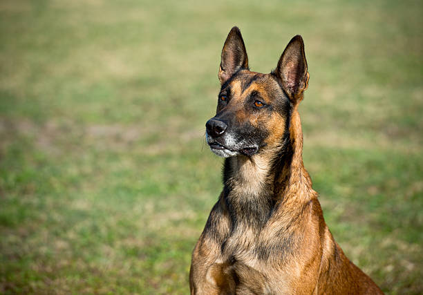 pastor belga malinois - belgian shepherd - fotografias e filmes do acervo