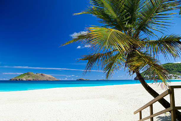 white sand beach with a palm tree on a beautiful tropical island of St. Barths in French West Indies
