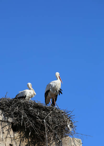 istock Two European White Storks standing in Their Nests in Rabat 1748054514