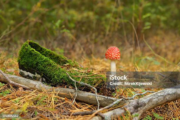 Zapato De Vegetación Con Los Tonos Verde Musgo Toadstool Cono Y Mariquita Foto de stock y más banco de imágenes de Aire libre