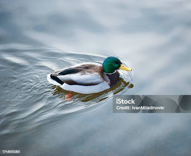 Красочные Duck Плавание — стоковые фотографии и другие картинки Без людей - Без людей, Верхний ракурс, Вода