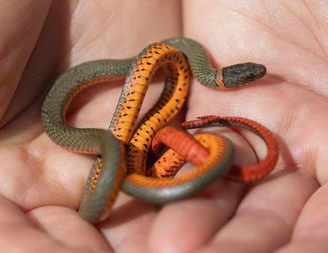 Pacific ring-necked snake. Lake Chabot Regional Park, Alameda County, California.