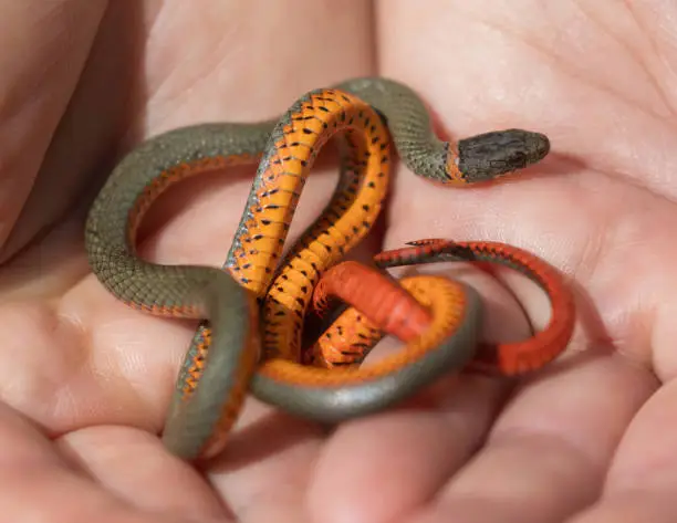 Photo of Pacific ring-necked snake. Lake Chabot Regional Park, Alameda County, California.