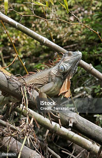 Photo libre de droit de Iguane Vert Sur La Rive De Palo Verde River banque d'images et plus d'images libres de droit de Amérique centrale - Amérique centrale, Amérique latine, Animaux à l'état sauvage