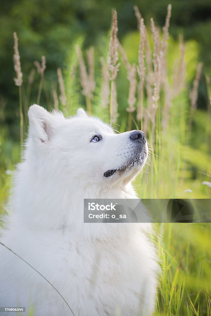 Samojeden Hund - Lizenzfrei Blick nach oben Stock-Foto