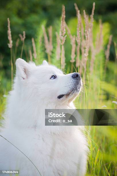 Samojeden Hund Stockfoto und mehr Bilder von Blick nach oben - Blick nach oben, Domestizierte Tiere, Feld