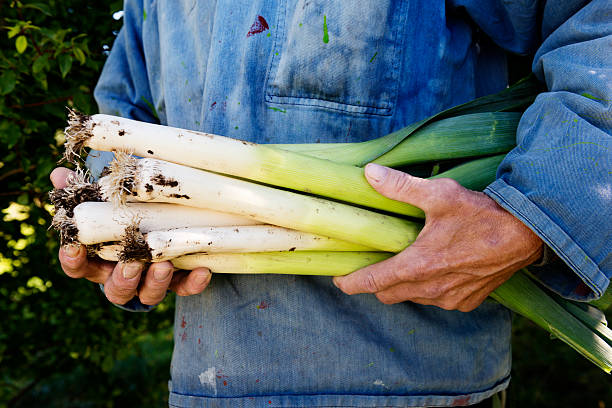 organic porro fare la raccolta - porro foto e immagini stock