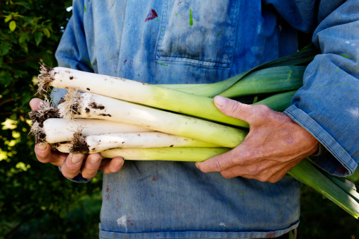 Organic farmer holding some of his crop of organic leeks.