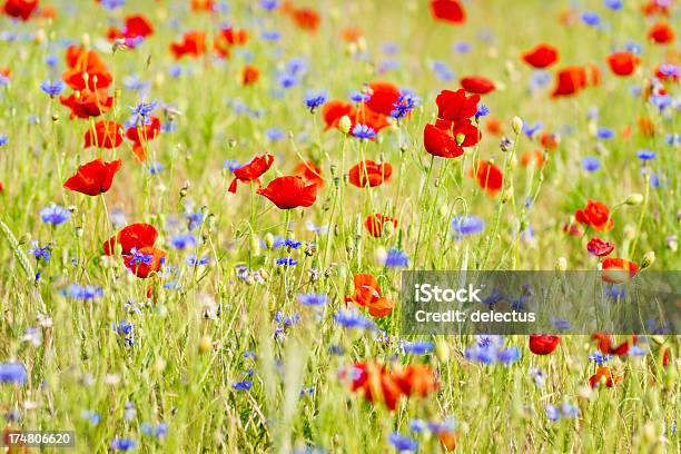 Prato Estivo Con Poppies E Cornflowers - Fotografie stock e altre immagini di Ambientazione esterna - Ambientazione esterna, Bellezza naturale, Blu