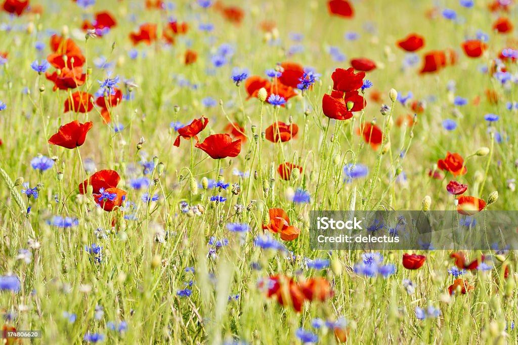 Verão com poppies e cornflowers meadow - Foto de stock de Apodrecer royalty-free