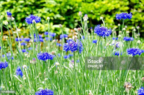 Cornflowers — стоковые фотографии и другие картинки Без людей - Без людей, Бутоньерка, Василёк