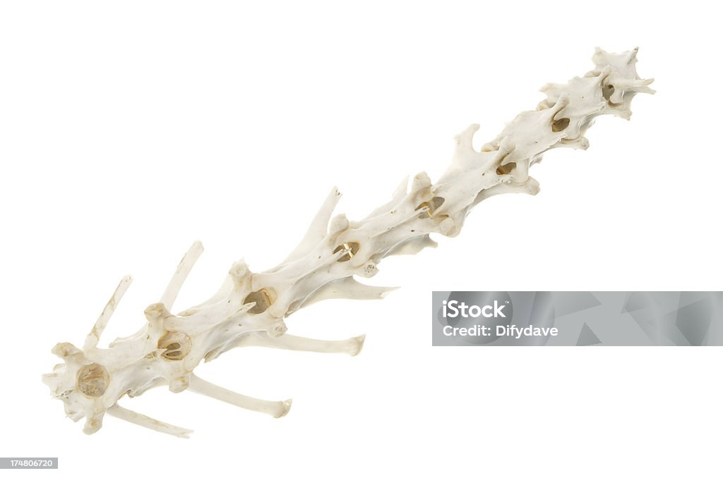 Spina dorsale coniglio isolato su bianco - Foto stock royalty-free di Composizione orizzontale