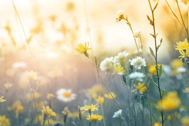 istock Summer Sunset In The Field 174806742