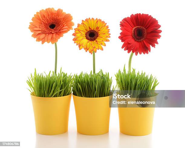 Flores Hermosas Foto de stock y más banco de imágenes de Amarillo - Color - Amarillo - Color, Belleza, Belleza de la naturaleza