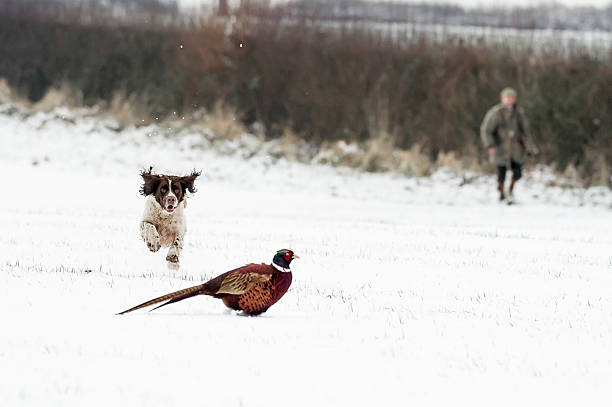 auge auf die bird - pheasant hunting fotos stock-fotos und bilder