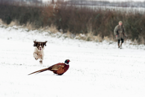 Working spaniel retrieving the bird