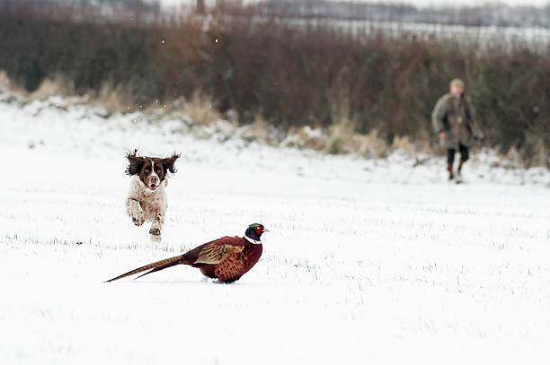 olho do pássaro - pheasant hunting fotos - fotografias e filmes do acervo