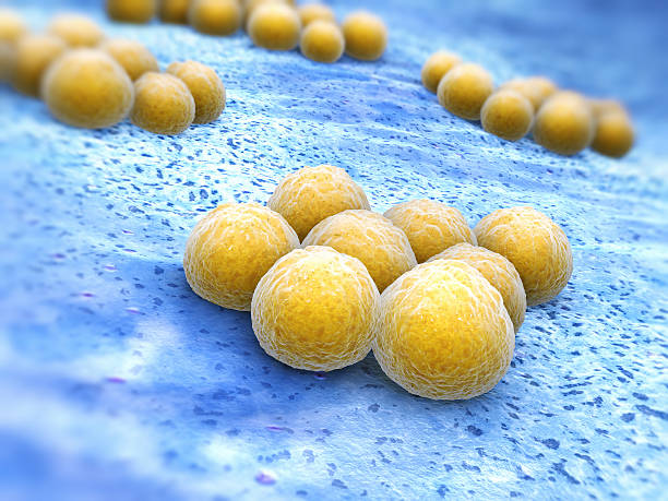 stafilococco aureo meticillino-resistente (mrsa) - mrsa infectious disease bacterium science foto e immagini stock
