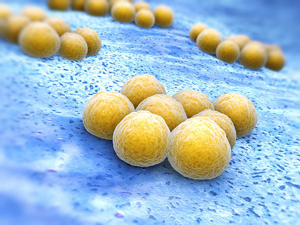 estafilococo aureus (staphylococcus aureus resistente à meticilina) - mrsa infectious disease bacterium science - fotografias e filmes do acervo