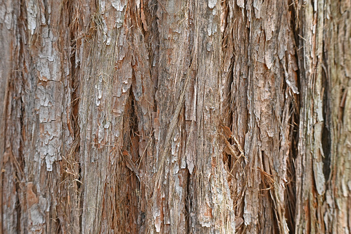 Close up of the bark on an Australian turpentine tree