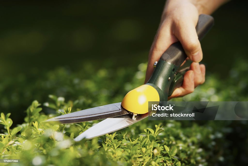 Man using hedge clippers Man uses hedge clippers to trim hedge in garden Adult Stock Photo