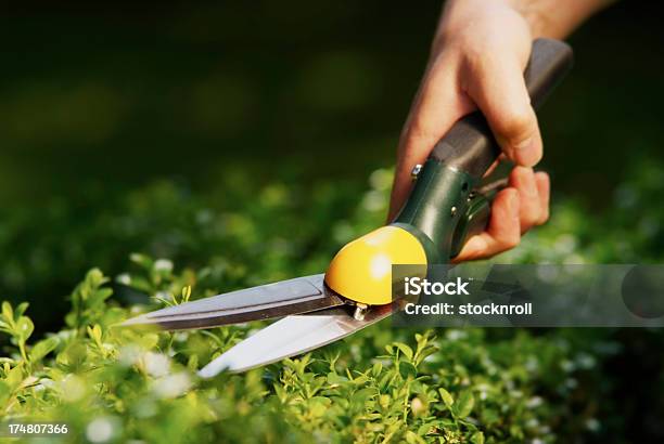 Man Using Hedge Clippers Stock Photo - Download Image Now - Adult, Agriculture, Bright