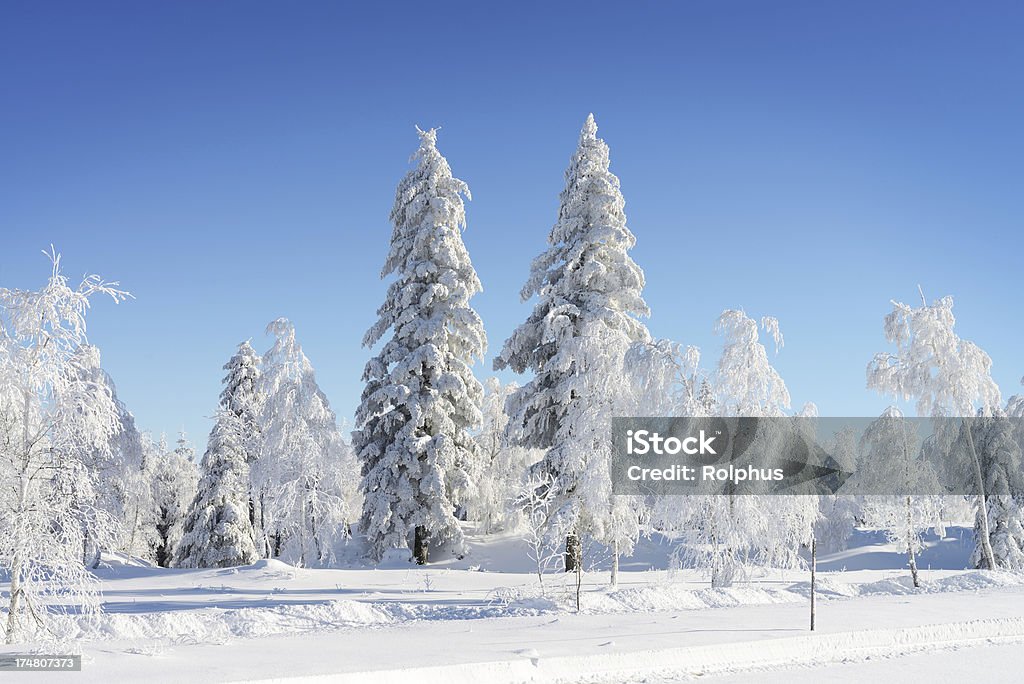 Forêt noire en hiver - Photo de Angle de prise de vue libre de droits