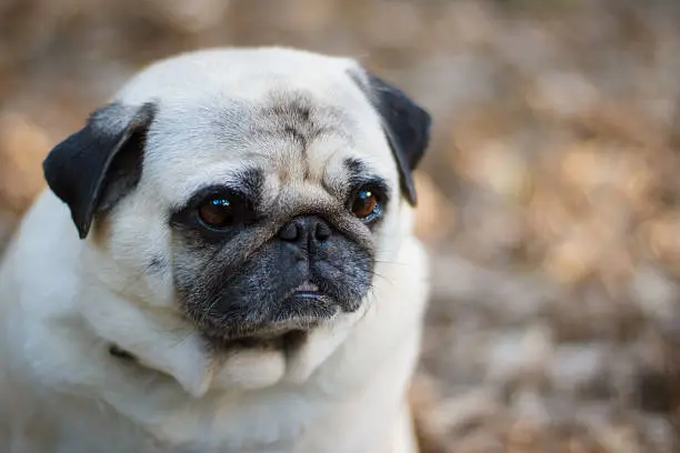 Portrait of a sad pug walking in park