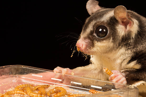 petauro-do-açúcar - animals and pets worm mammal marsupial - fotografias e filmes do acervo