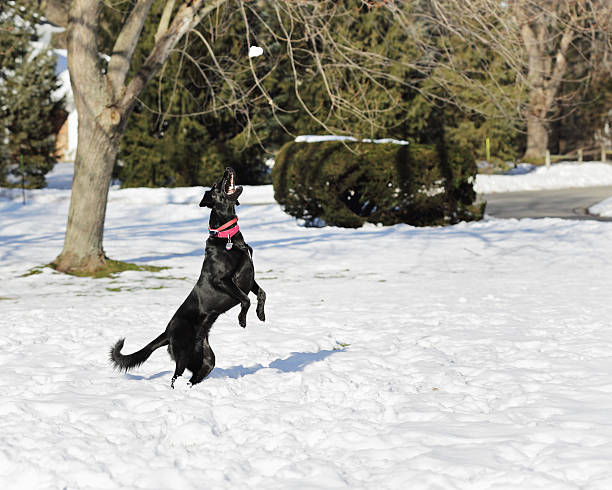 pies przejdź do połowu śnieżna kula - isweather2013 zdjęcia i obrazy z banku zdjęć