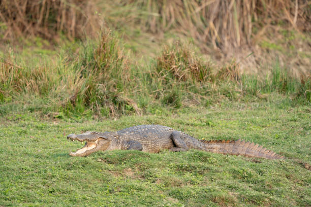 istock Muggar Crocodile on Riverbank 1748075589