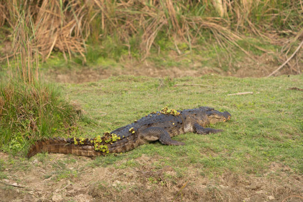 istock Muggar Crocodile on Riverbank 1748076622