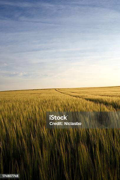 Field Von Gerste Stockfoto und mehr Bilder von Feld - Feld, Fotografie, Gerste