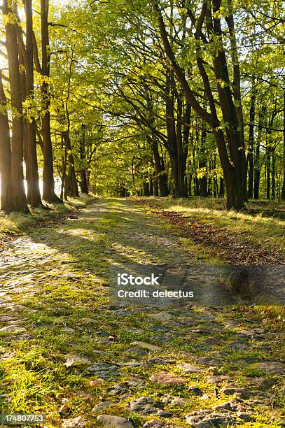 Sonne Im Wald Stockfoto und mehr Bilder von Baum - Baum, Blatt - Pflanzenbestandteile, Eiche