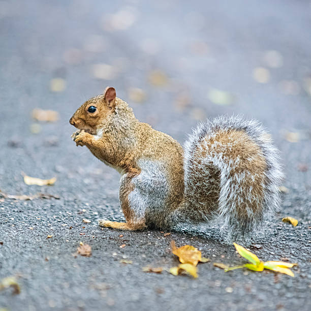 istock Squirrel in Central Park, New York City 174807797