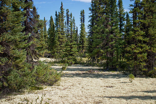 Caribou Moss/Reindeer Lichen, Labrador A carpet of Caribou Moss covers a forest floor in Labrador.Animals such as Reindeer and Caribou feed on lichen during the coldest periods of the season. They do this because it is one of the only things that they have for food when the weather is cold and there is little other vegetation left. It has lots of carbohydrates that give the caribou energy to make body heat. Caribou have special microorganisms in their stomachs which let them digest lichen. Very few other animals eat lichens. Some scientists think that the caribou evolved to fill the tundra's food niche that other animals couldn't fill.More landscape images can be found here: creighton stock pictures, royalty-free photos & images