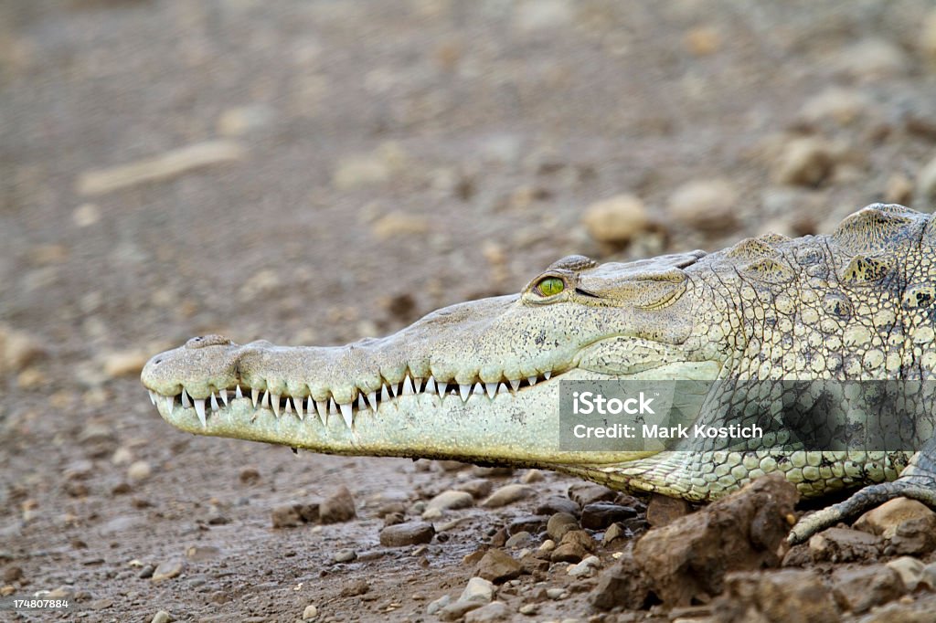 Jeune mâle Crocodile américain - Photo de Crocodile américain libre de droits