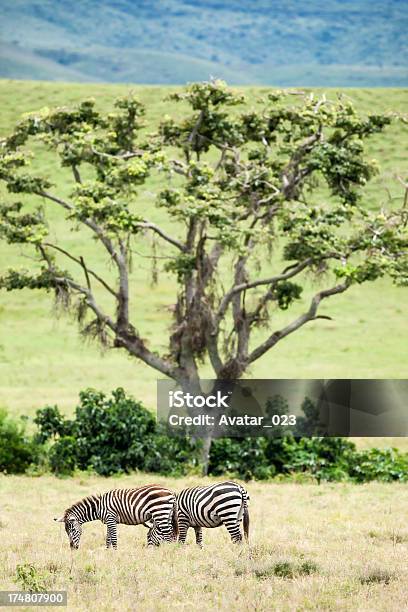Zebras - Fotografias de stock e mais imagens de Paisagem - Cena Não Urbana - Paisagem - Cena Não Urbana, Parque nacional de Serengeti, Acácia