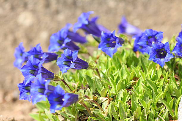 blue blooming gentian in Alps blue blooming gentian in Alps enzian stock pictures, royalty-free photos & images